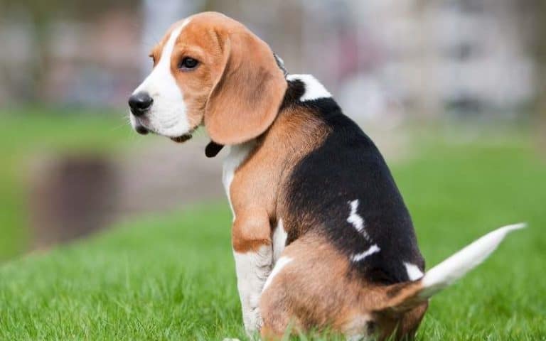 Image showcasing Anal Gland Abscess and Rupture in Dogs (with Photos)