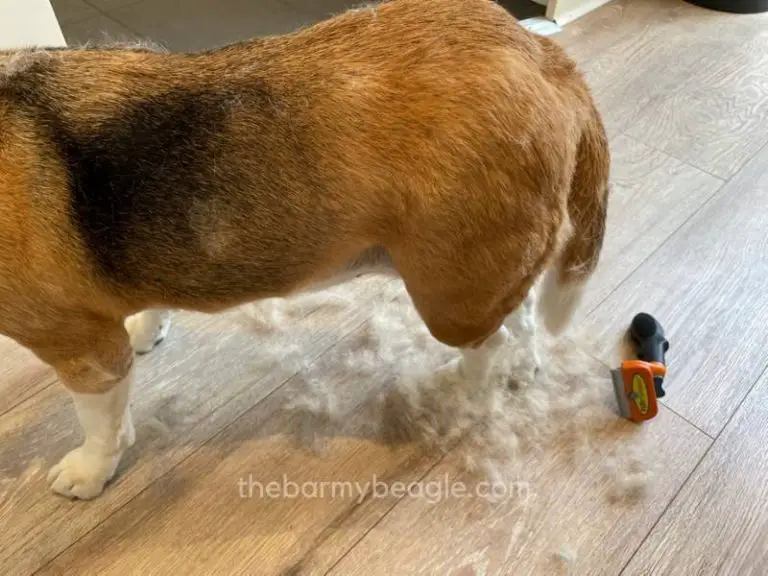 9 Reasons Your Beagle Smells Funky & Ways You Can Fix It
