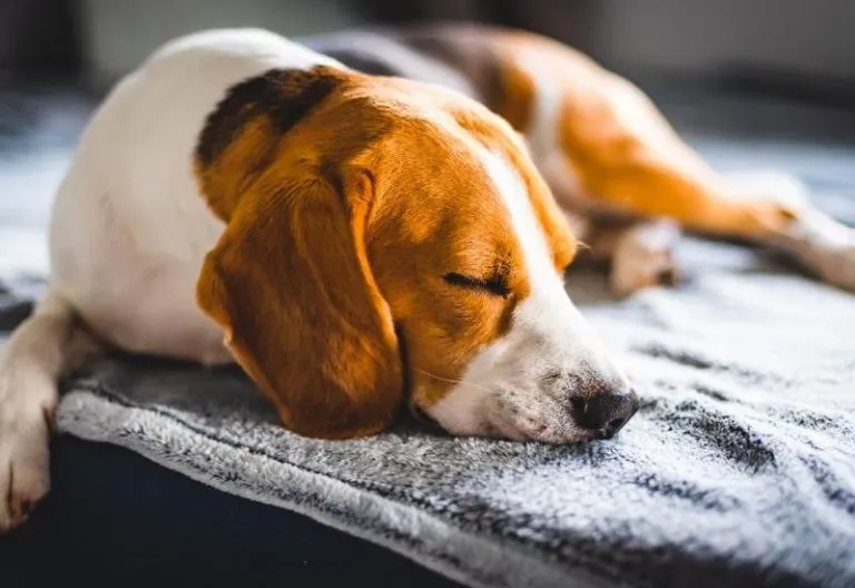 How Much Do Beagles Shed? (Ultimate Shedding Guide)