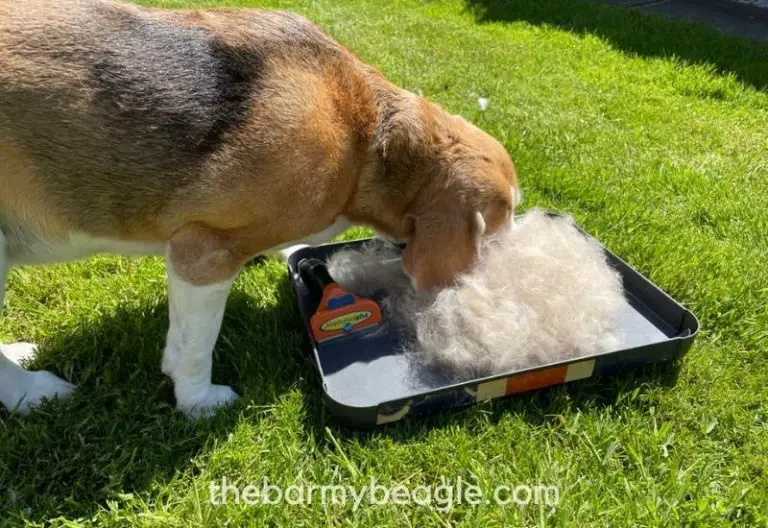 14 MUSTHAVE Beagle Grooming Products and Tools