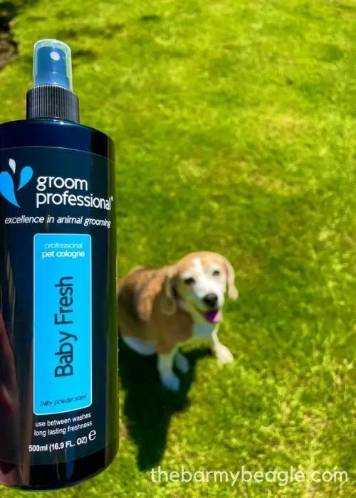 14 MUSTHAVE Beagle Grooming Products and Tools