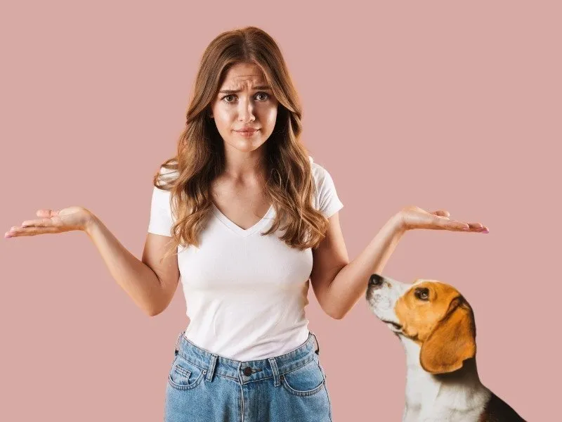 Why Do Beagles Eat Their Own Poop