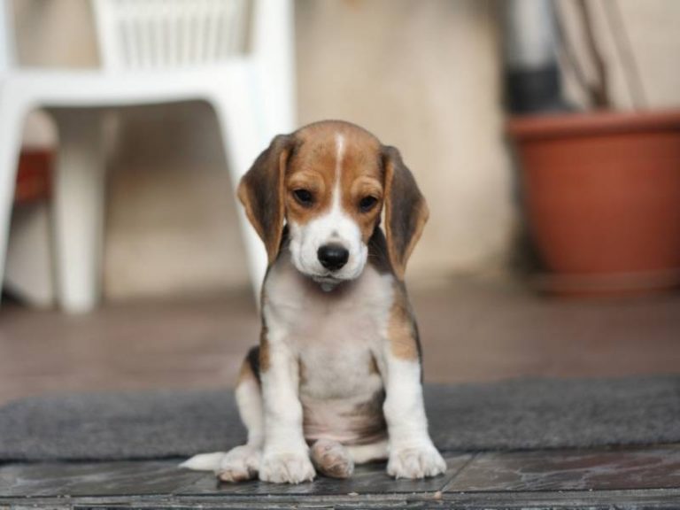Beagle Puppy Crate Training Day 1 StepByStep Guide