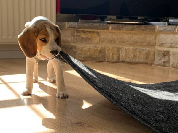 Picture of Beagle Puppy Crate Training: Day 1 Step-By-Step Guide
