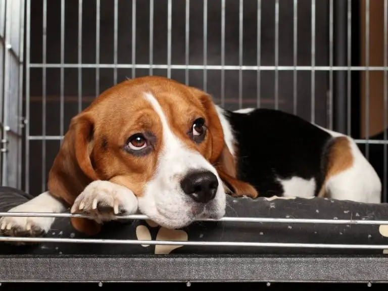 Beagle Puppy Crate Training Day 1 StepByStep Guide