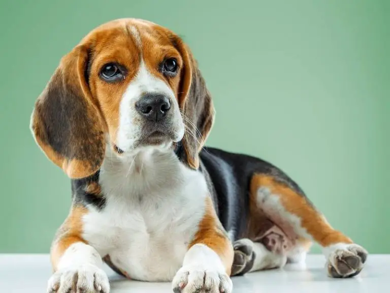 Beagle Puppy Crate Training Day 1 StepByStep Guide