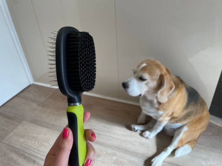 49 MUSTHAVE Items for a Beagle & Your Home (and Why!)