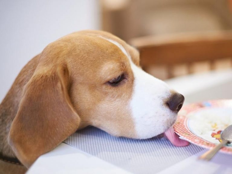 13 Ways to BeagleProof Your Home and Yard (Pro Tips!)