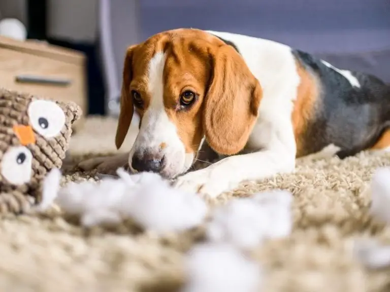 13 Ways to BeagleProof Your Home and Yard (Pro Tips!)