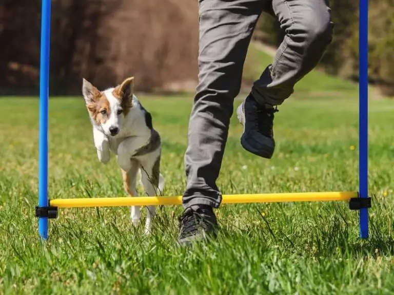 13 Best Online Dog Training Courses 2024 (That Actually Work!)