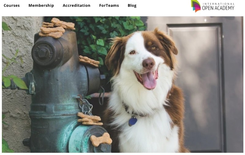 13 Best Online Dog Training Courses (That Actually Work!) 18 dog training treat making course
