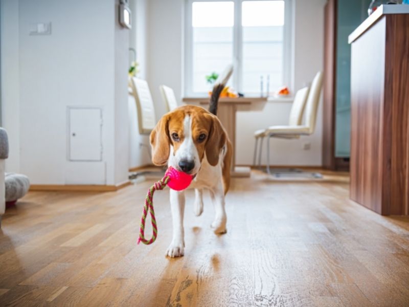 about the barmy beagle (2)
