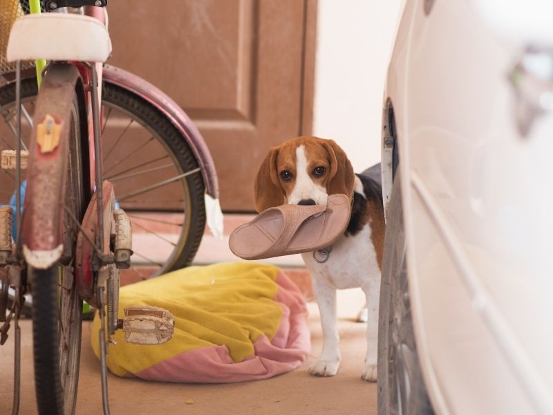 about the barmy beagle (3)
