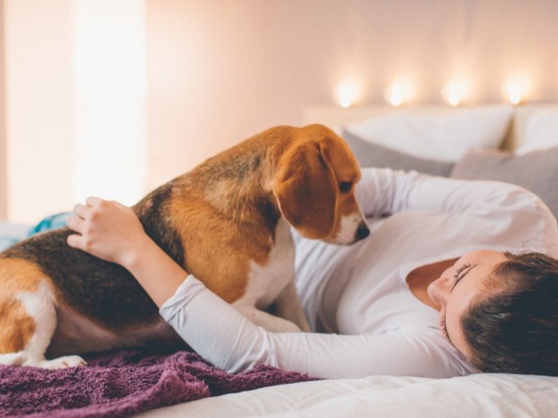 about the barmy beagle
