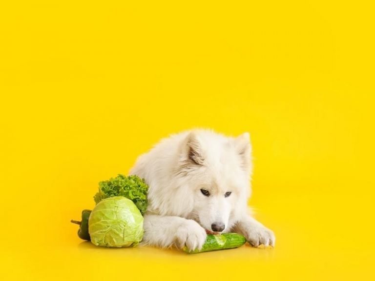 11 Easy Ways To Get Your Dog To Eat Their Vegetables!
