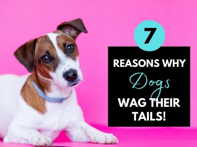 7 Reasons Why Dogs Wag Their Tails (& What It Really Means)