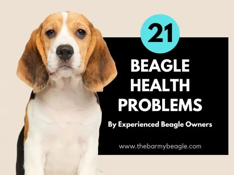 21 Beagle Health Problems (from Experienced Owners)