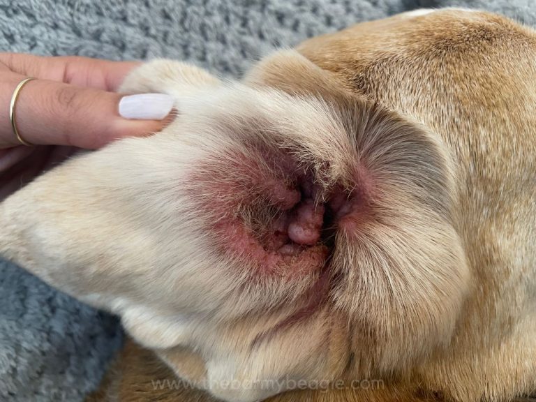 To Beagle or Not to Beagle: 15 Pros and Cons to Consider!