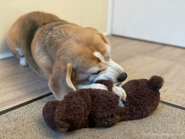 21 Beagle Health Problems (from Experienced Owners)