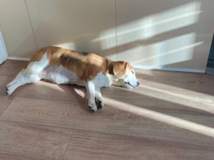 21 Beagle Health Problems (from Experienced Owners)