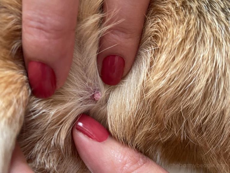 13 Types of Lumps, Bumps, & Cysts in Beagles (with Photos)