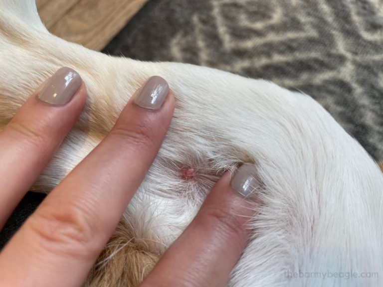 13 Types of Lumps, Bumps, & Cysts in Beagles (with Photos)