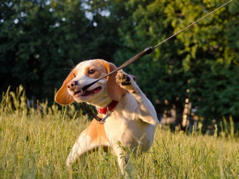 19 Behavioral Issues in Beagles (& Expert Management Tips)
