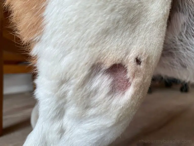 Yeast Infection in Dogs Our Painful Journey (with photos)