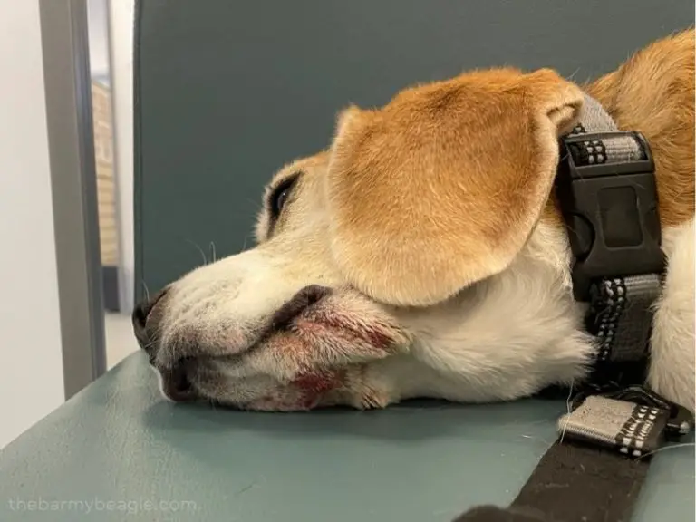 Yeast Infection in Dogs Our Painful Journey (with photos)